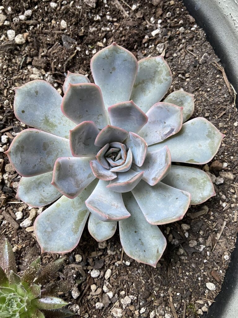 Does anyone recognize this cultivar? (2nd slide is E. 'Orion' for comparison)