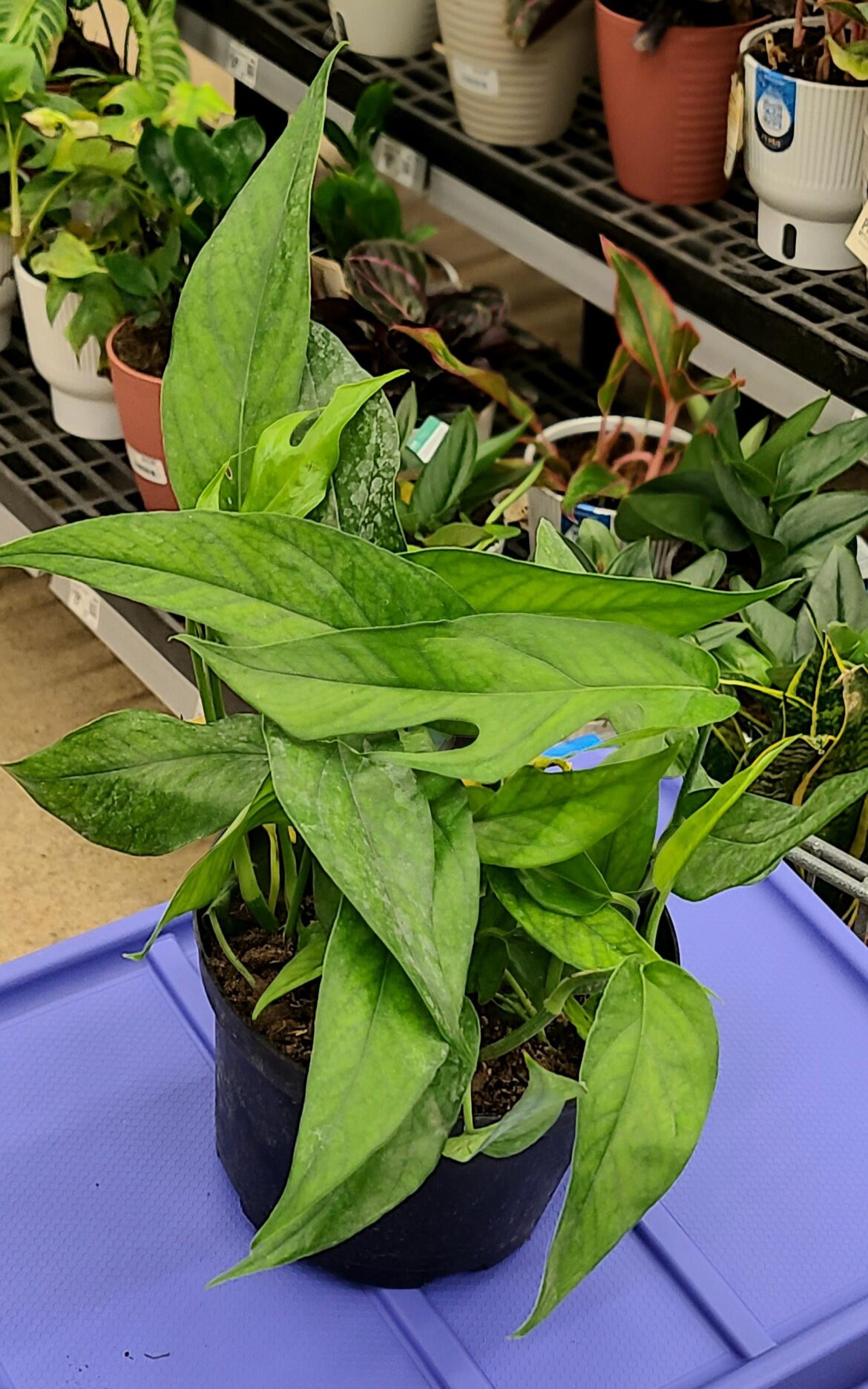 I had been wanting a Baltic Blue pothos, and I just found one.