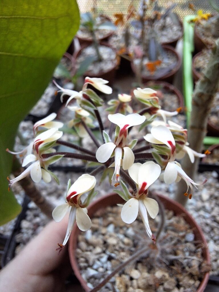 Pelargonium caroli-henrici in bloom, sown one year ago