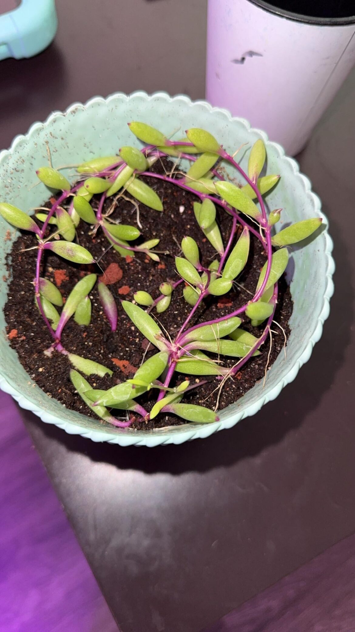 New roots? New roots?
