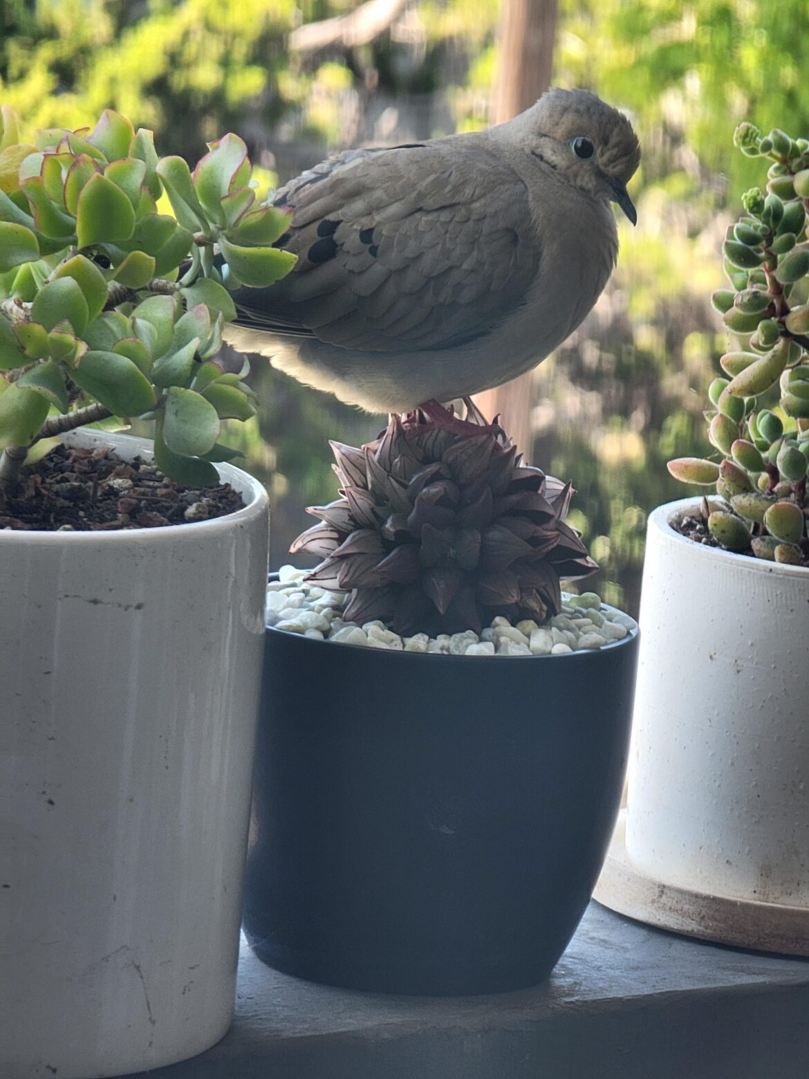 Mourning dove visiting my atrofusca