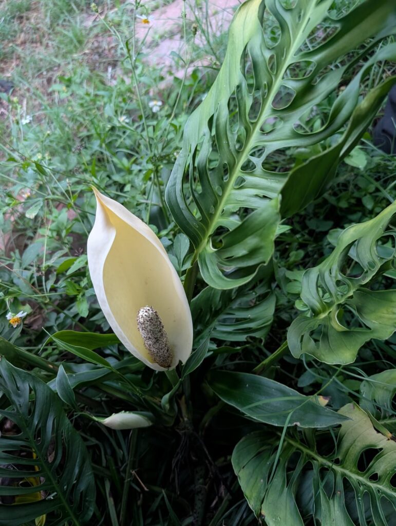 My overgrown yard monstera is flowering! My overgrown yard monstera is flowering!