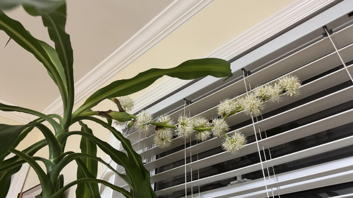 Rare flowering of Dracaena Rare flowering of Dracaena