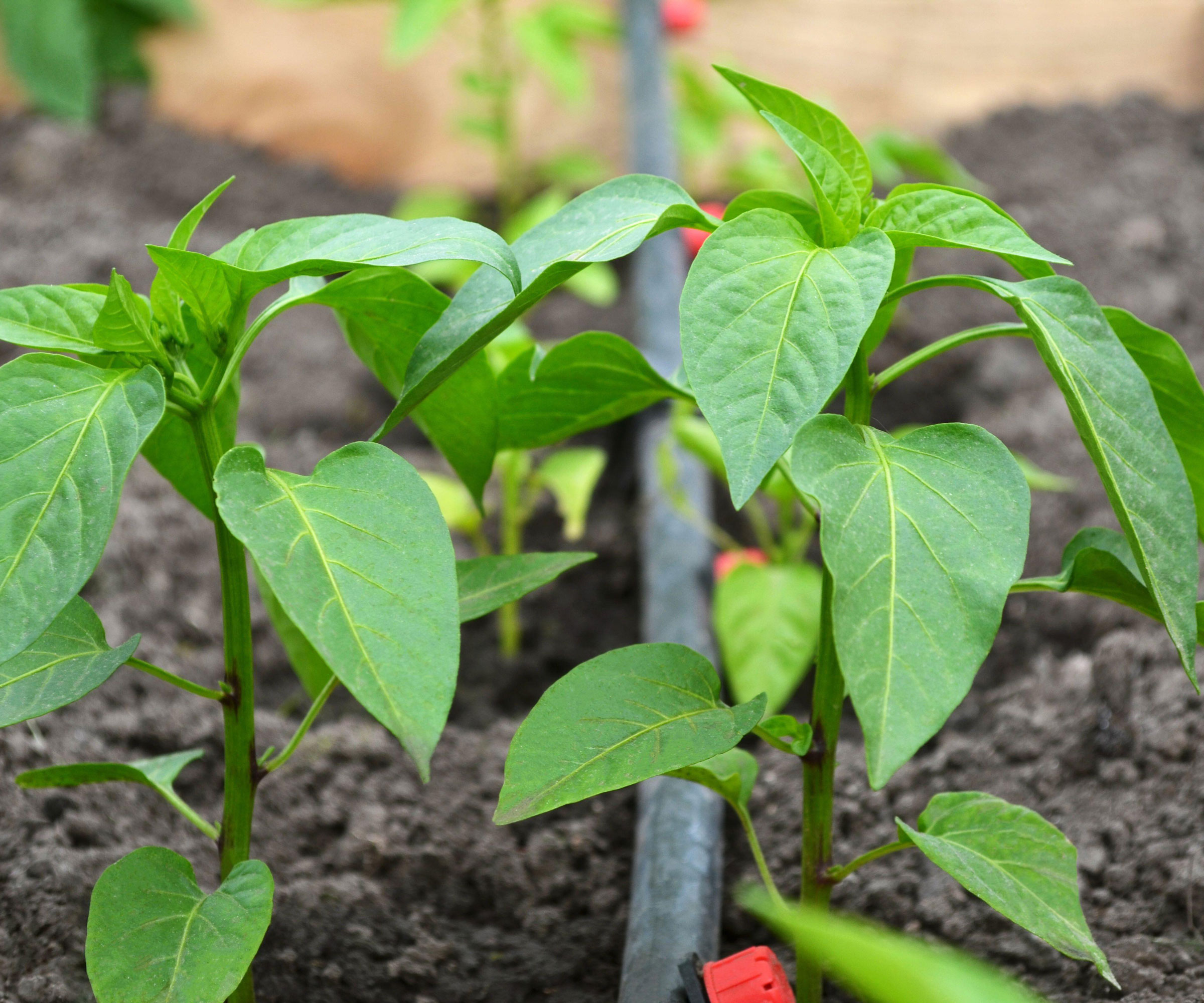 drip irrigation pipe lying on the soil between plants