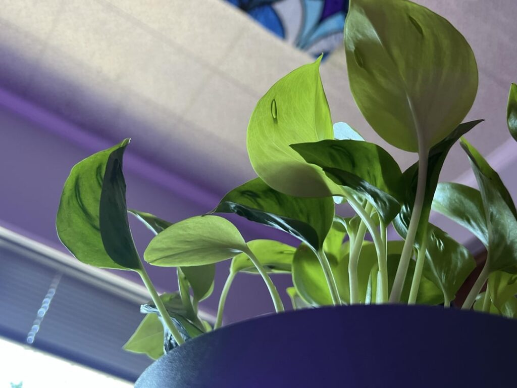 New plant mom