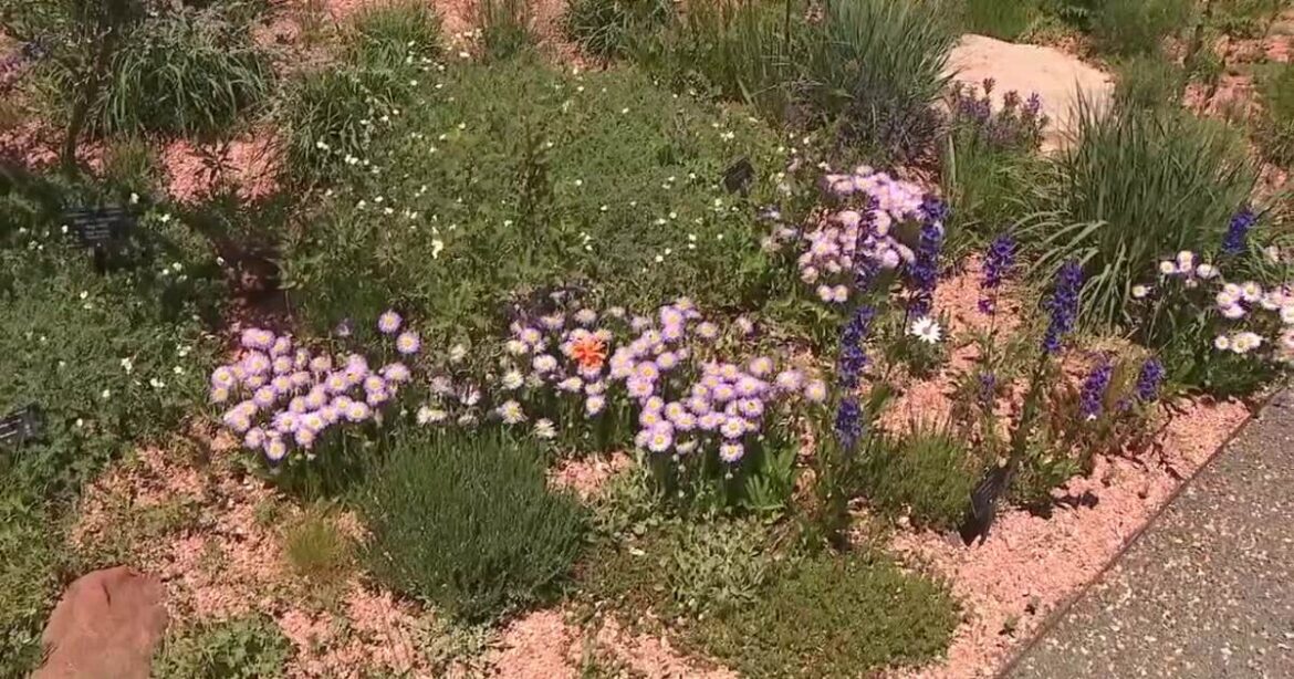 Debunking myths about drought-tolerant, water-wise plants Debunking myths about drought-tolerant, water-wise plants