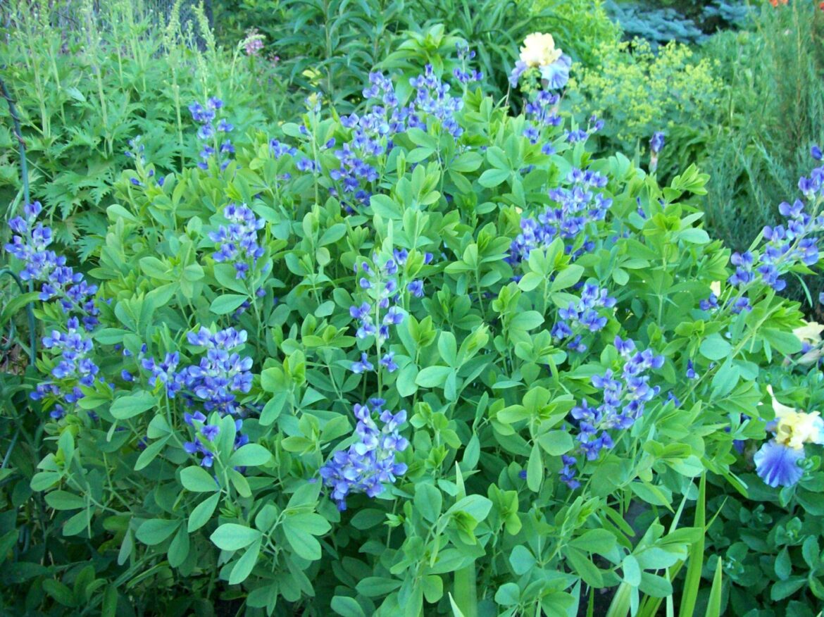 False Indigo can be a gardener’s delight – Jamestown Sun False Indigo can be a gardener's delight - Jamestown Sun
