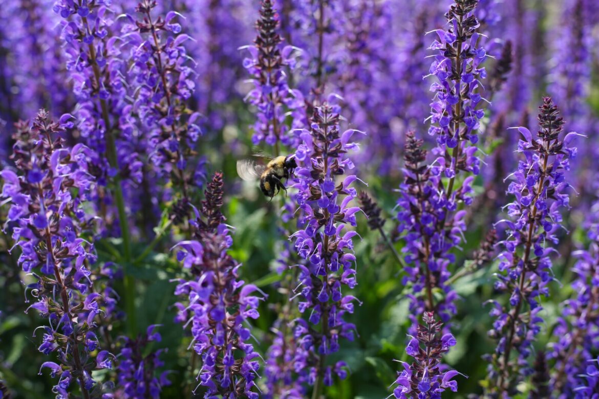 Perennials add color to early summer landscapes and flowerbeds – InForum Perennials add color to early summer landscapes and flowerbeds - InForum