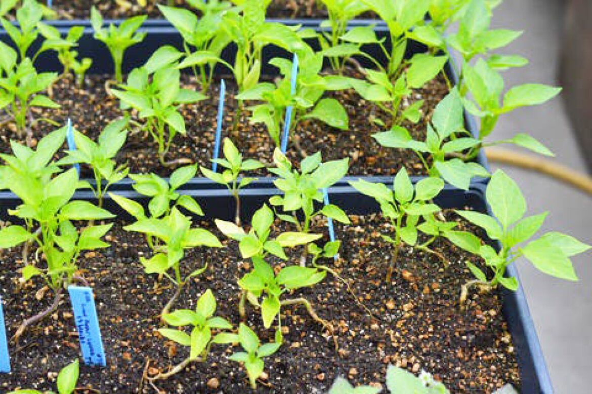 2024 Seed Trial winners announced by Minnesota Master Gardeners – Alexandria Echo Press 2024 Seed Trial winners announced by Minnesota Master Gardeners - Alexandria Echo Press