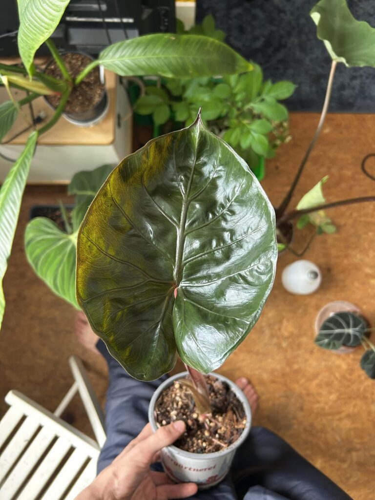 Does anyone have the species name of this Alocasia?