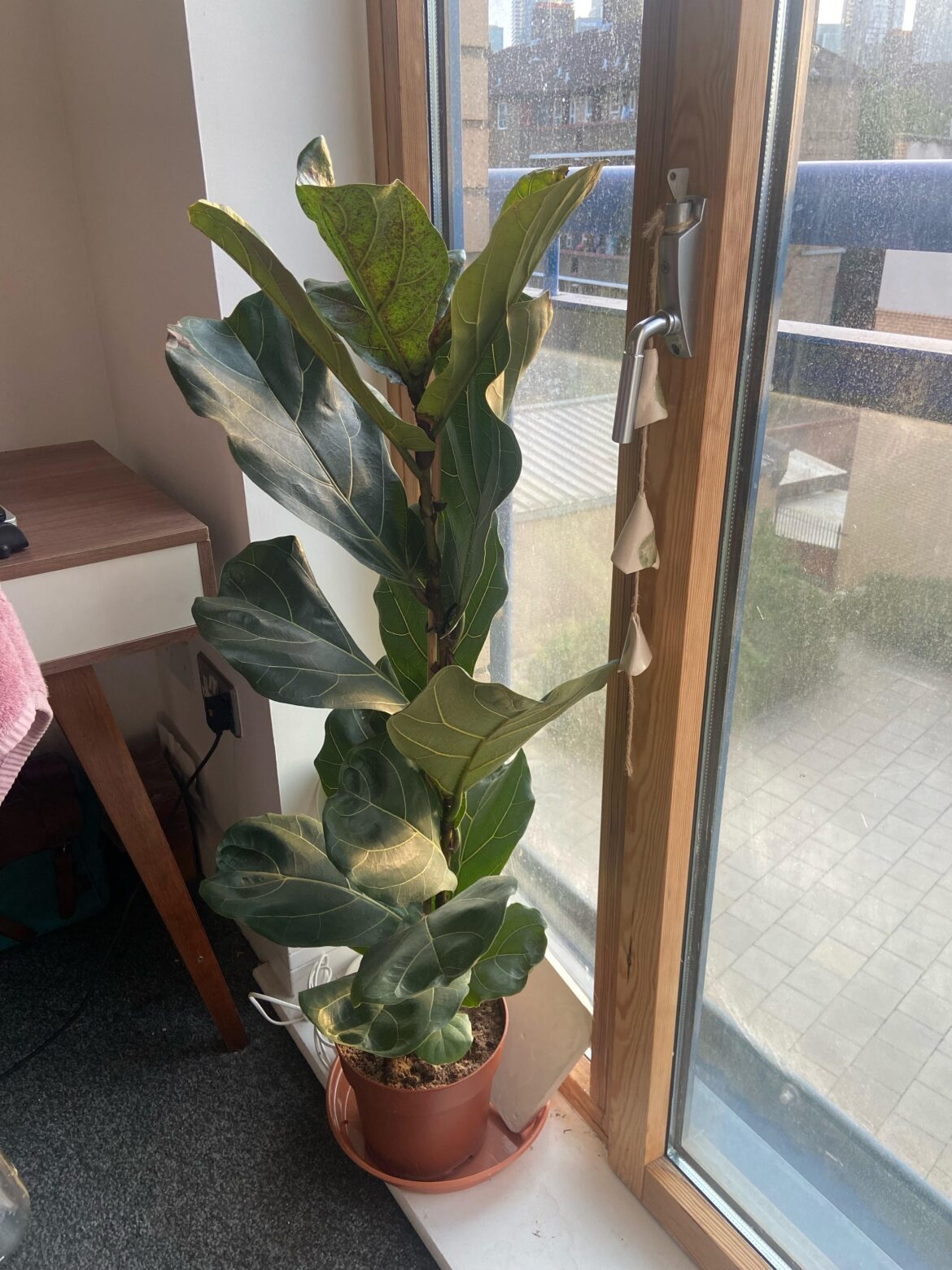 Learning more to care for my fiddle leaf