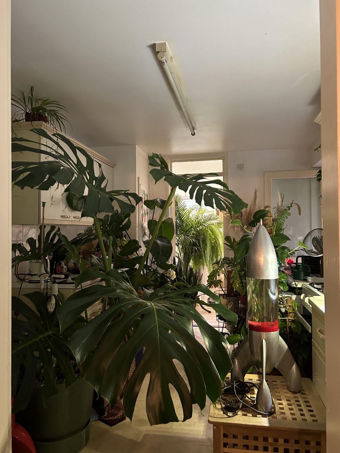 Throwback to when I had to move all the plants to the kitchen