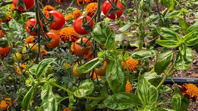 tomatoes, basil, and marigolds