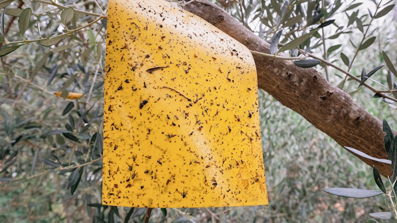 yellow sticky trap hanging from branch