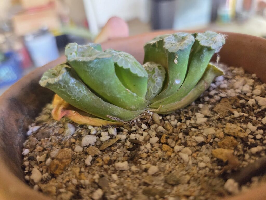 Truncatas transplanted a month ago, question.