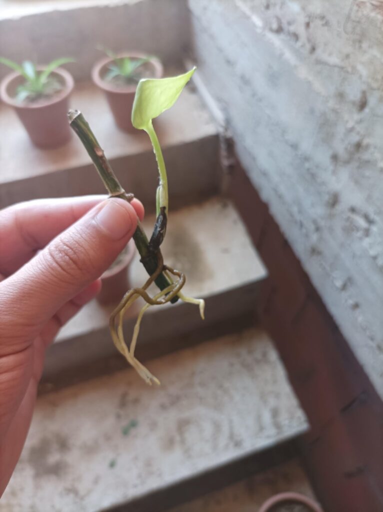 is this pothos ready for soil?