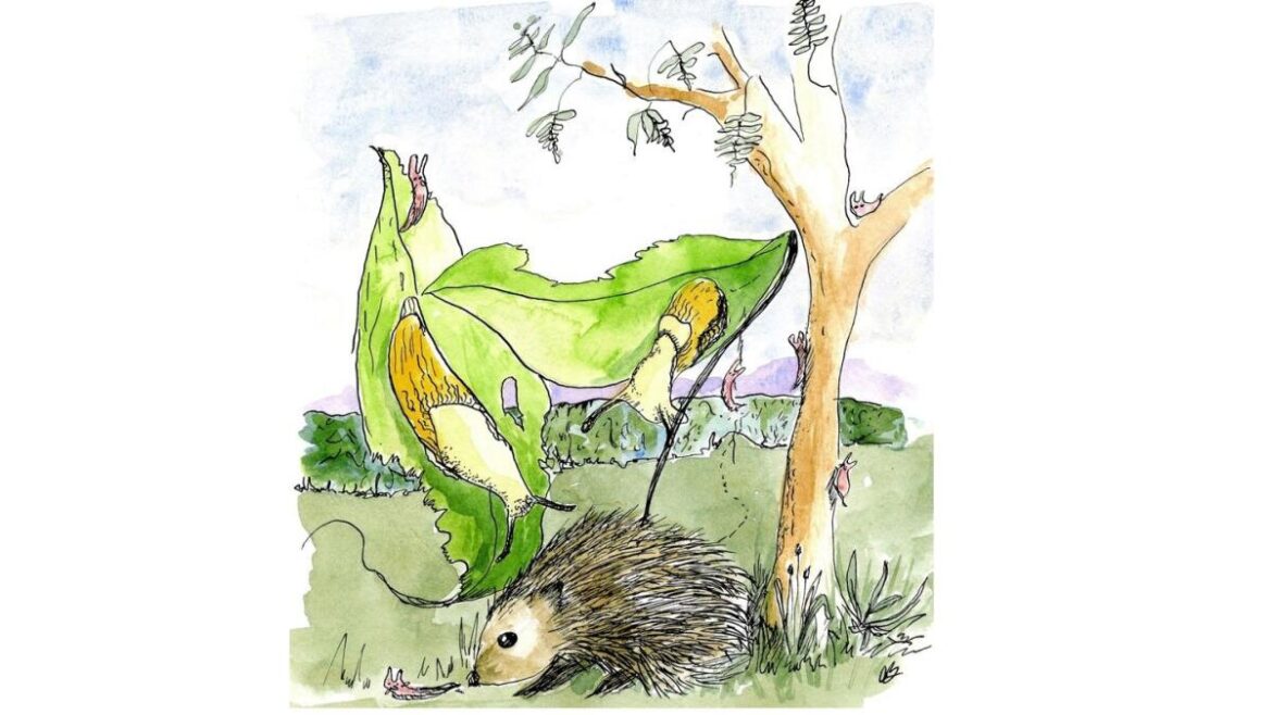 THE UNTAMED GARDENER: No silver bullets for slugs THE UNTAMED GARDENER: No silver bullets for slugs