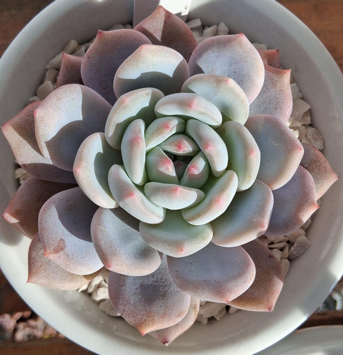 Echeveria Monroe