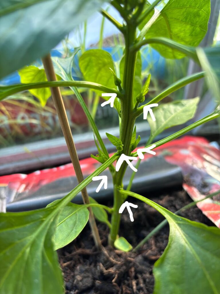 Question about peppers