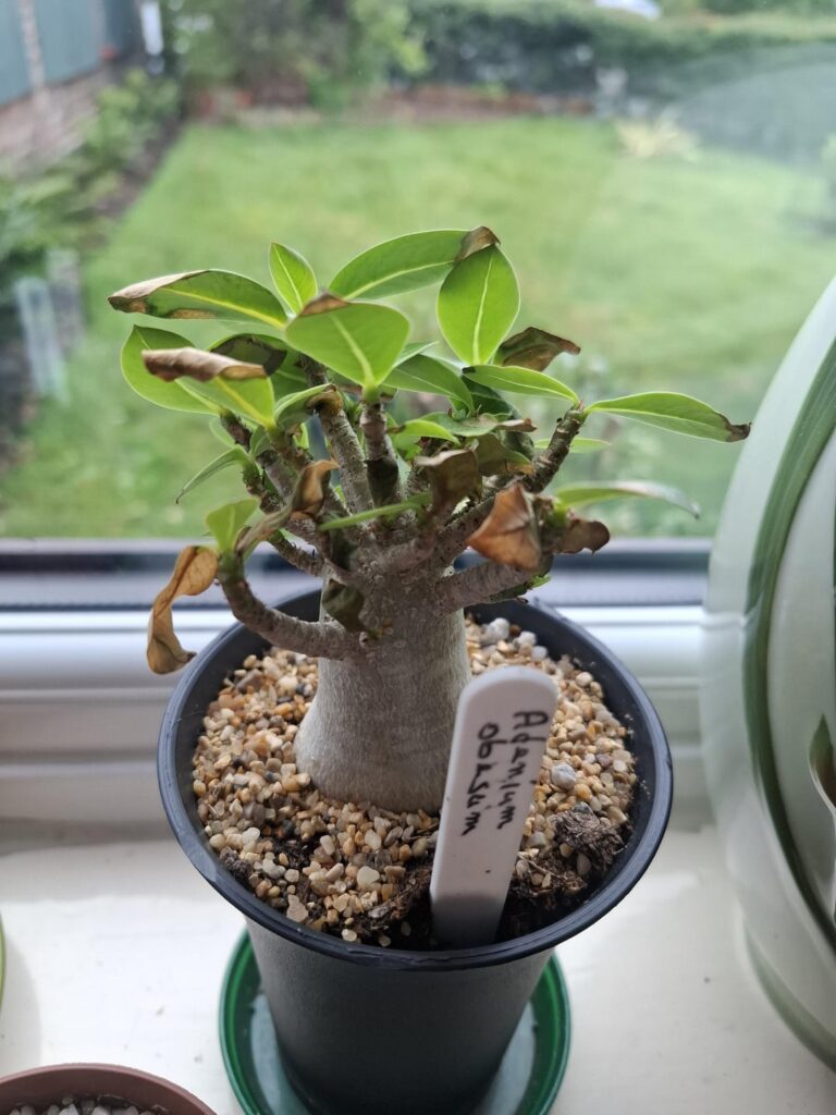 Adenium problems