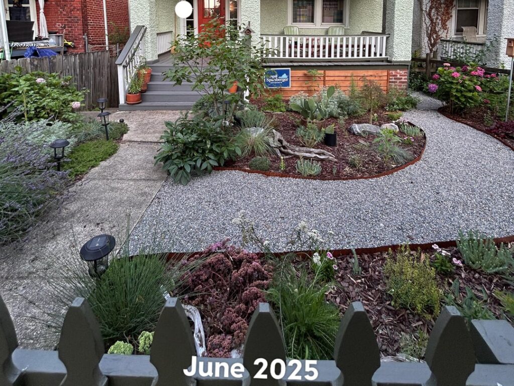 No lawn year 2 (zone 7b) No lawn year 2 (zone 7b)