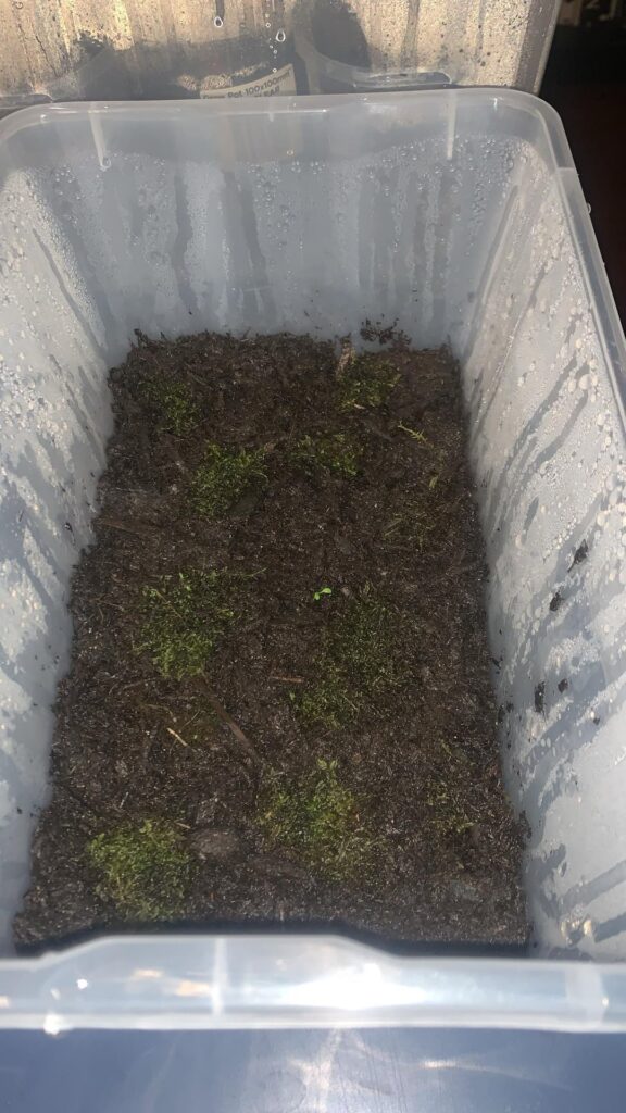 First time trying to propagate moss. Any advice?