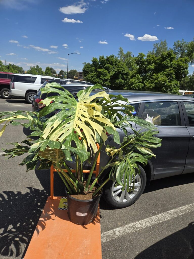 I Found a Thing I Found a Thing