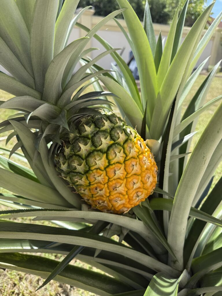 My pineapple plant! My pineapple plant!