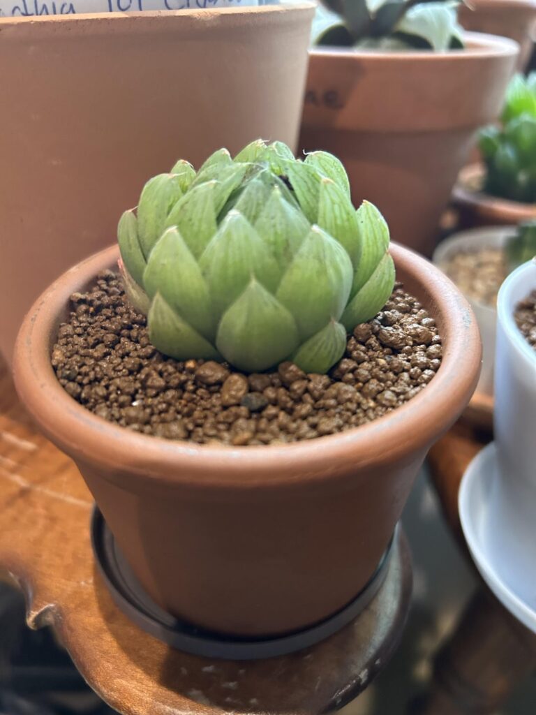 Can anyone help identify?