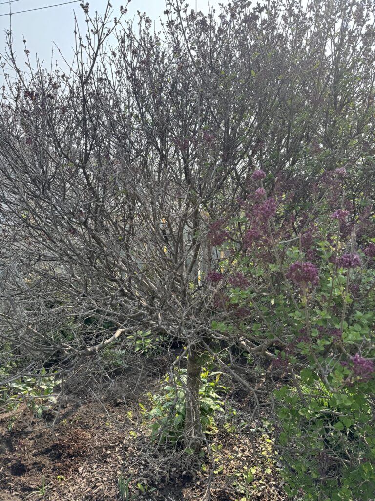 Can I revive this lilac?