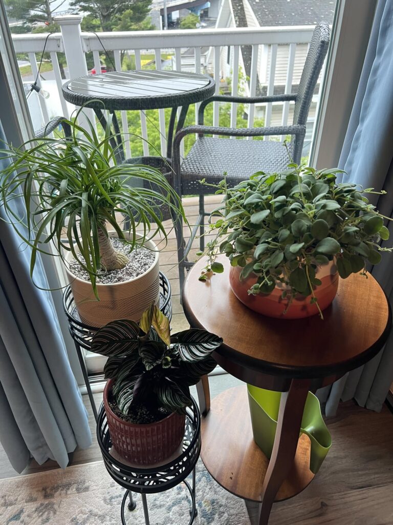 My first plants… and I swear my house smells better My first plants… and I swear my house smells better