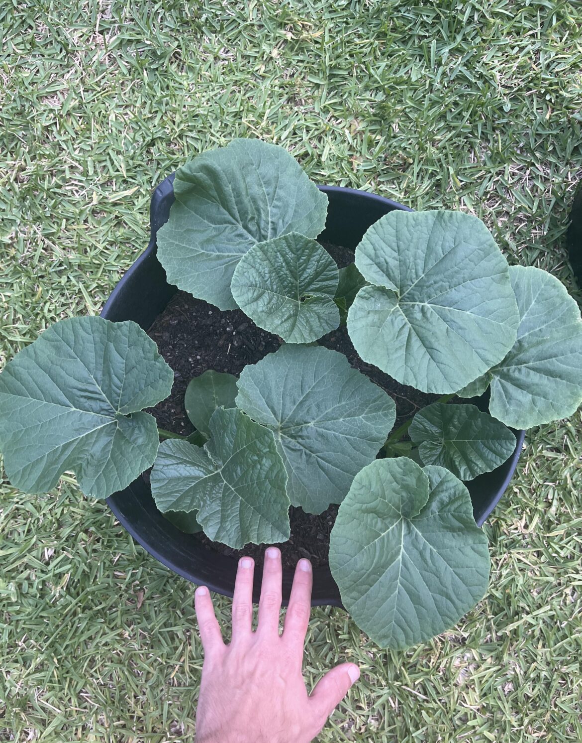 Should I kill these pumpkin plants?