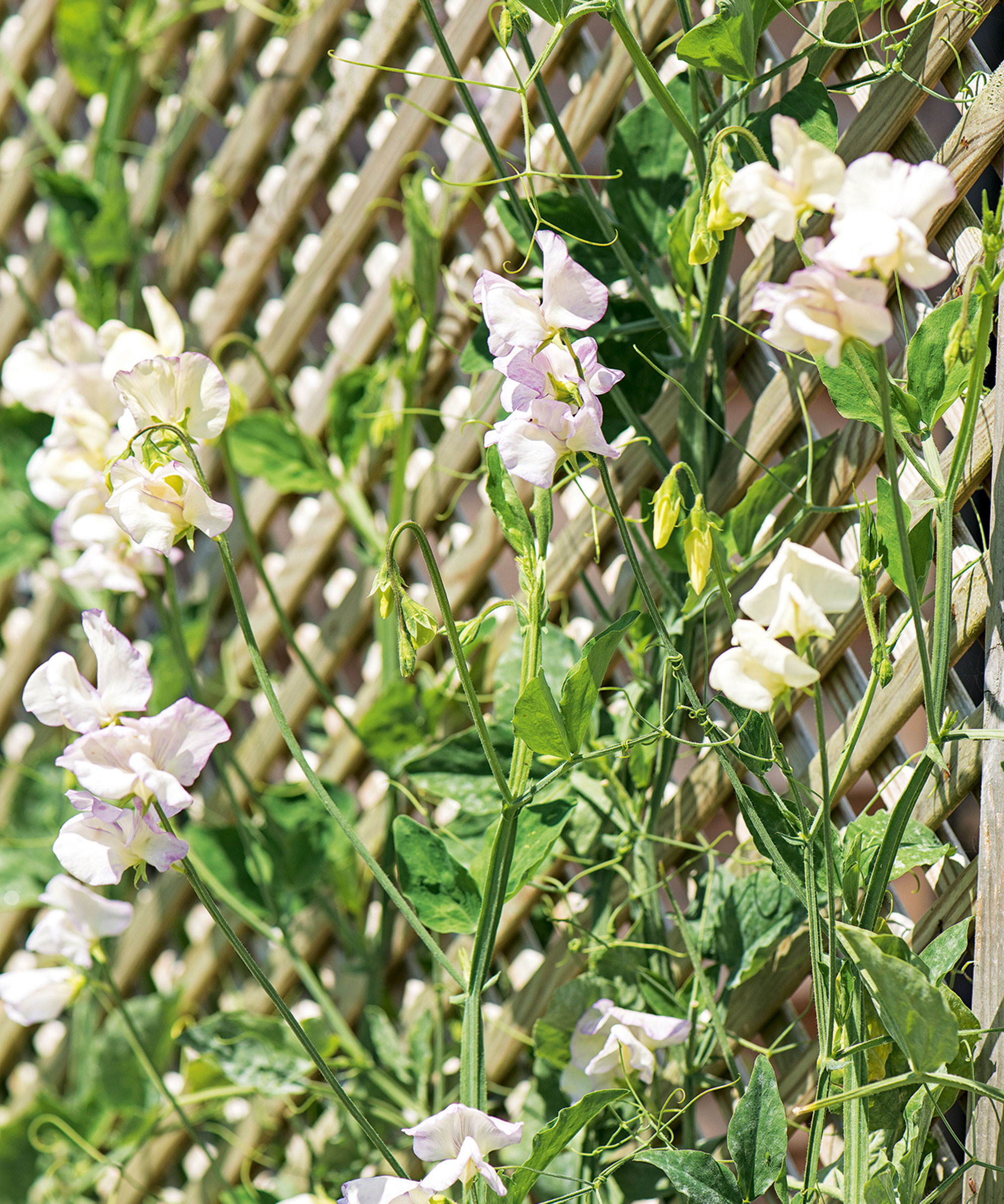 Trellis fence with climbing flowers