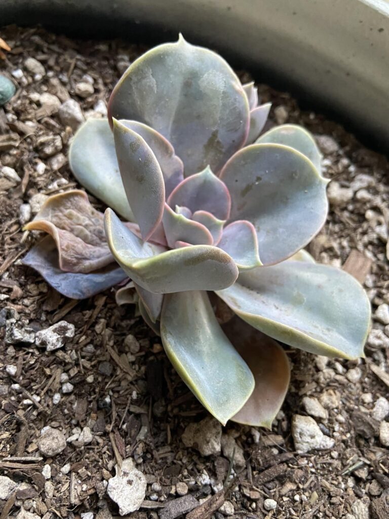 2-3 days after I repotted this echeveria, its lower leaves started shriveling up. Is this transplant shock? More details in description 2-3 days after I repotted this echeveria, its lower leaves started shriveling up. Is this transplant shock? More details in description