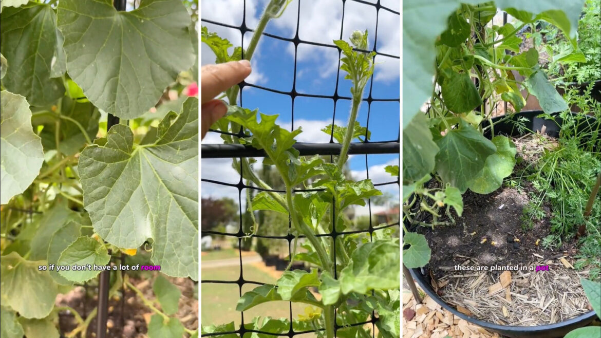 Gardener shares simple trick for growing popular produce in small spaces: ‘This is absolutely brilliant’ This hack doesn’t just save space; it also helps keep your plants healthy.