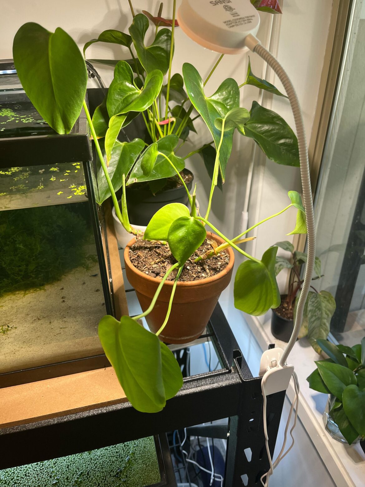 Rehab advice for monstera recovering from poor lighting