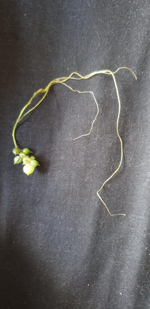 How to transfer this water propped variegated string of pearls to soil without killing it? How to transfer this water propped variegated string of pearls to soil without killing it?