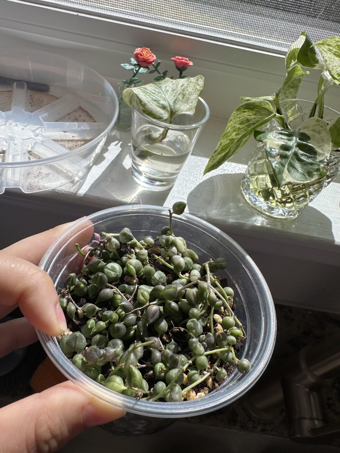 Why are older pearls turning purple?