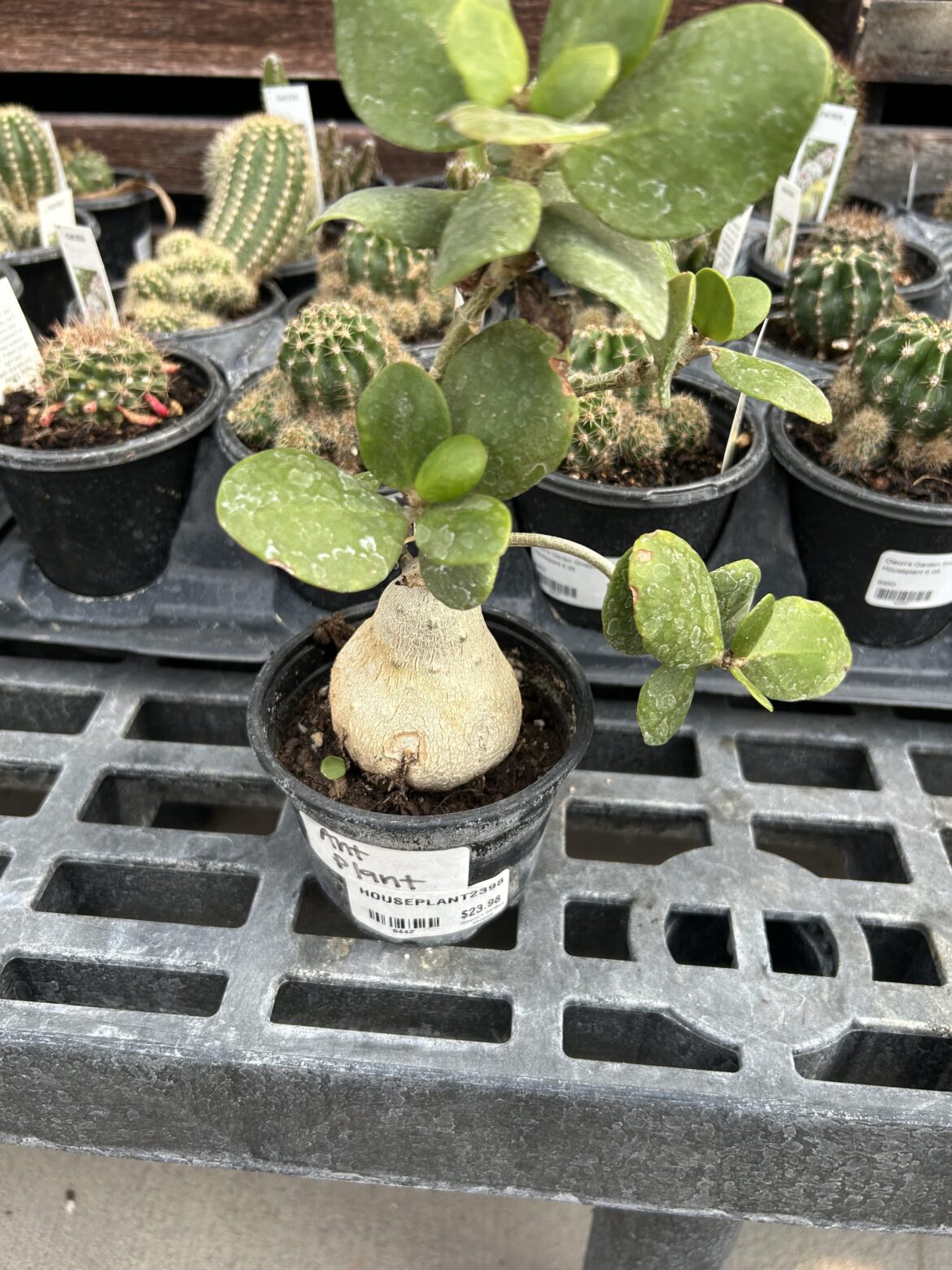 Is this actually an Hydnophytum papuanum/ant plant or another species?