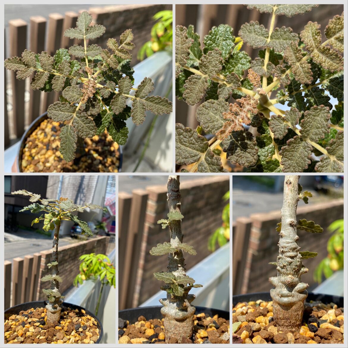 Boswellia bullata has fully awakened