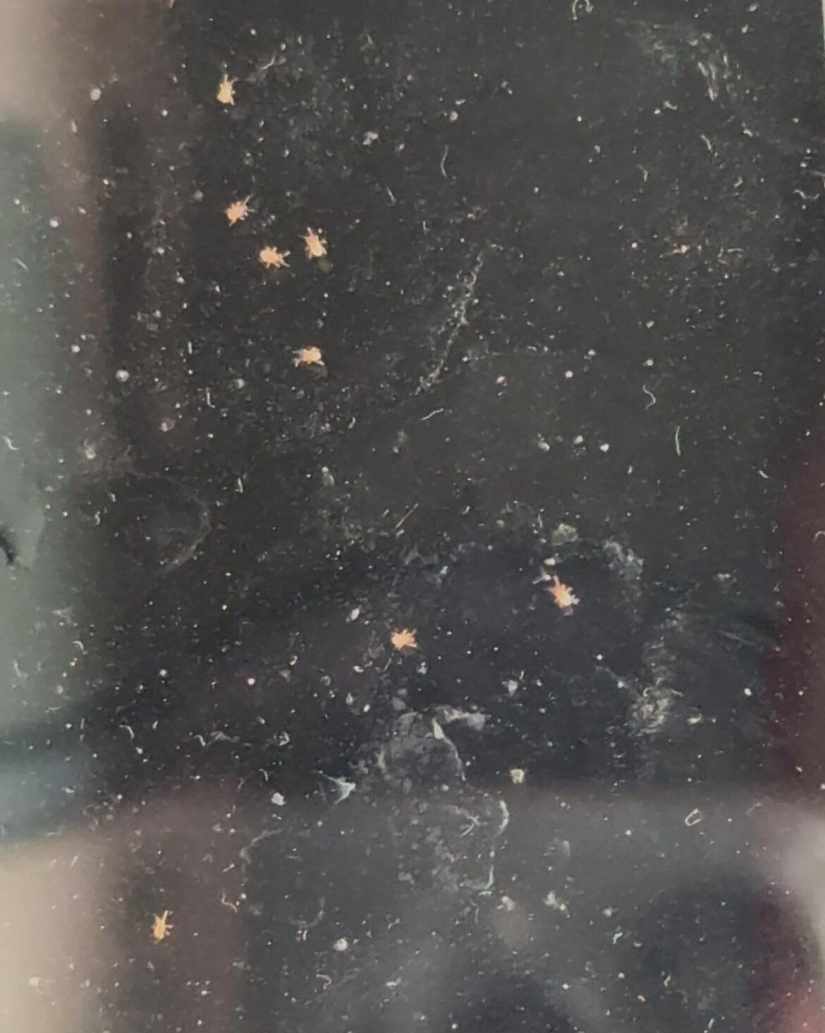 Help! what are these