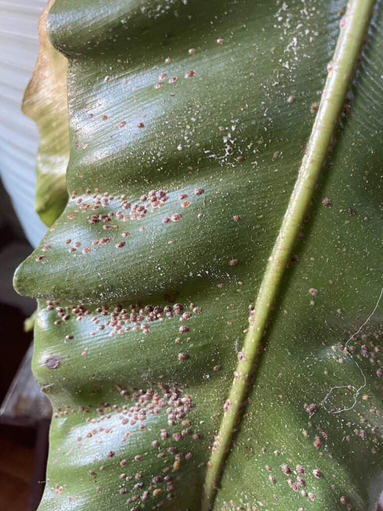Does anyone know what this is on my bird’s nest fern?