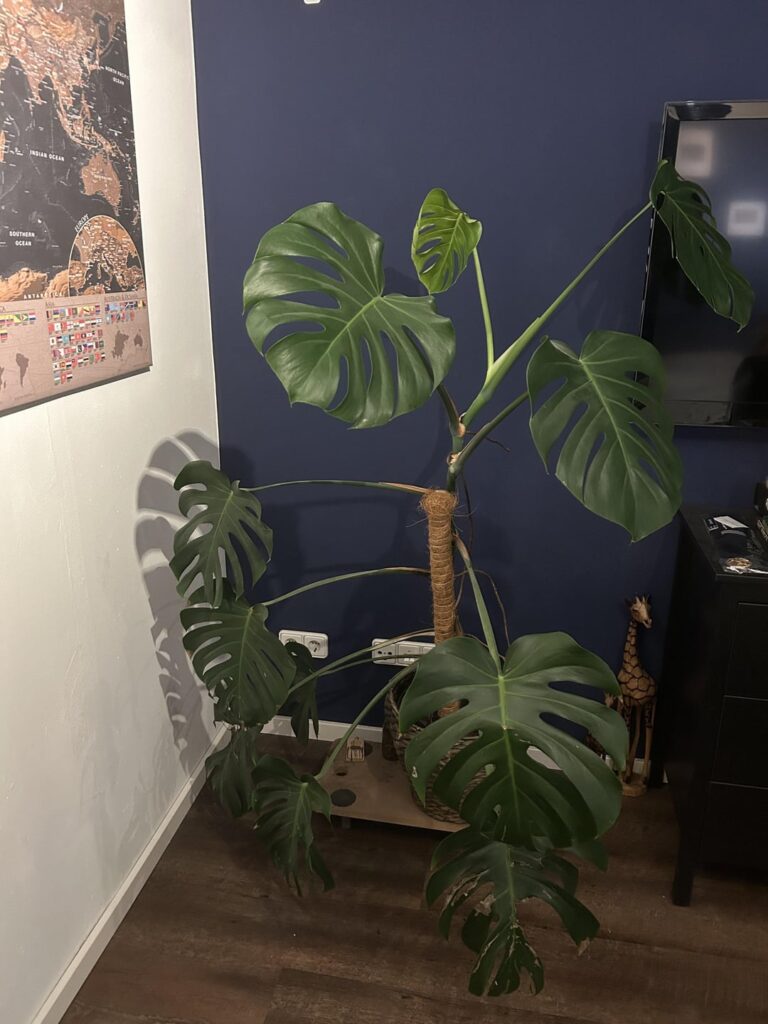 What do you think about my Monstera What do you think about my Monstera