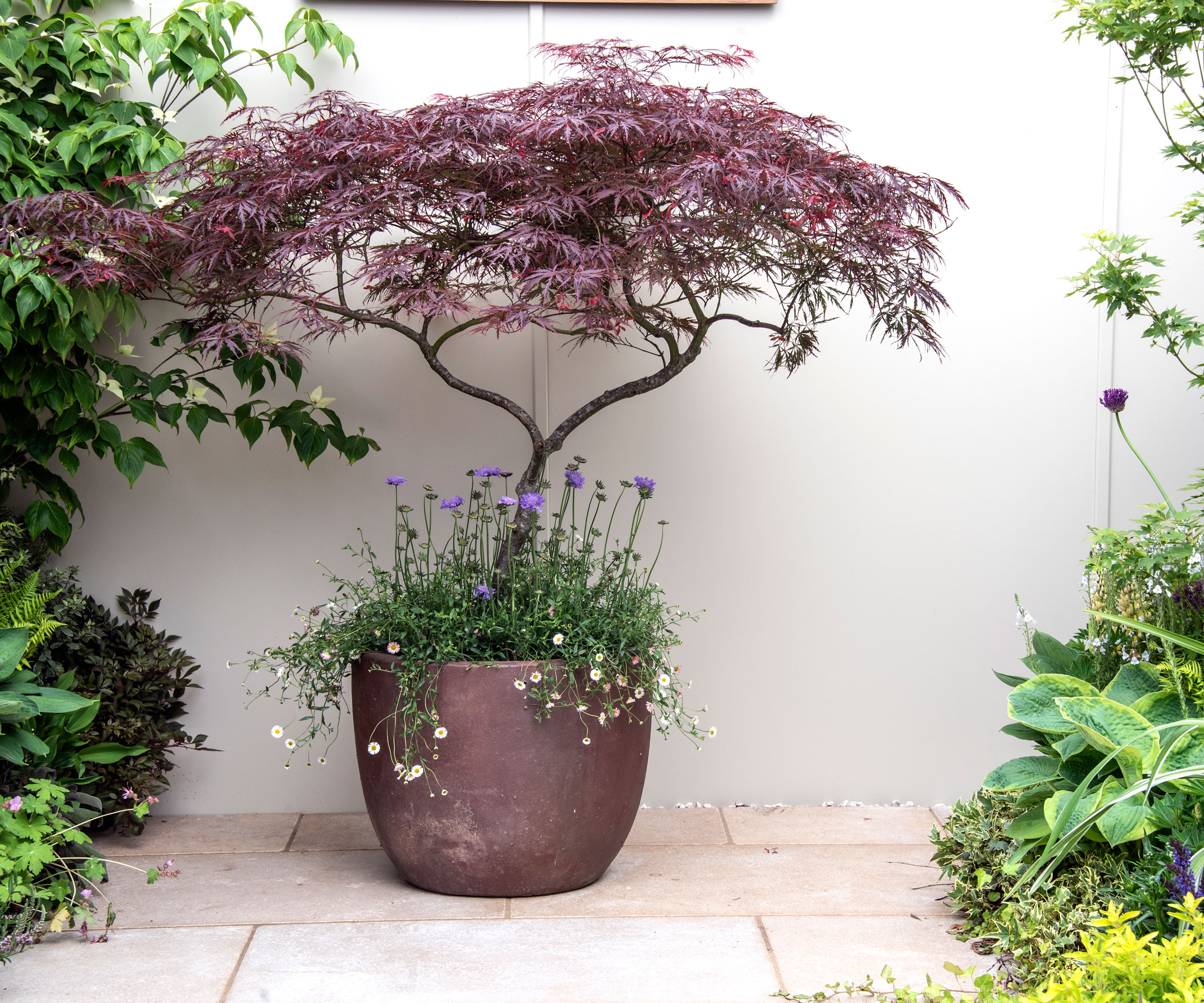 acer (Japanese maple) planted in pot with mexican fleabane and mauve scabiosa