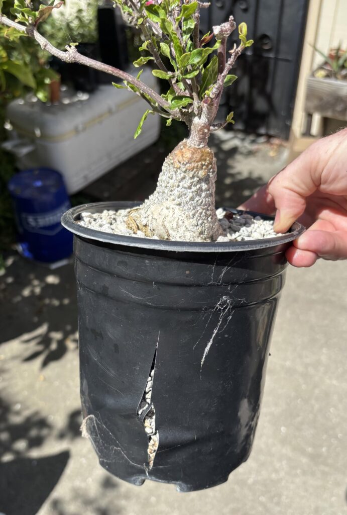Broken pot = time to repot and have a look downstairs