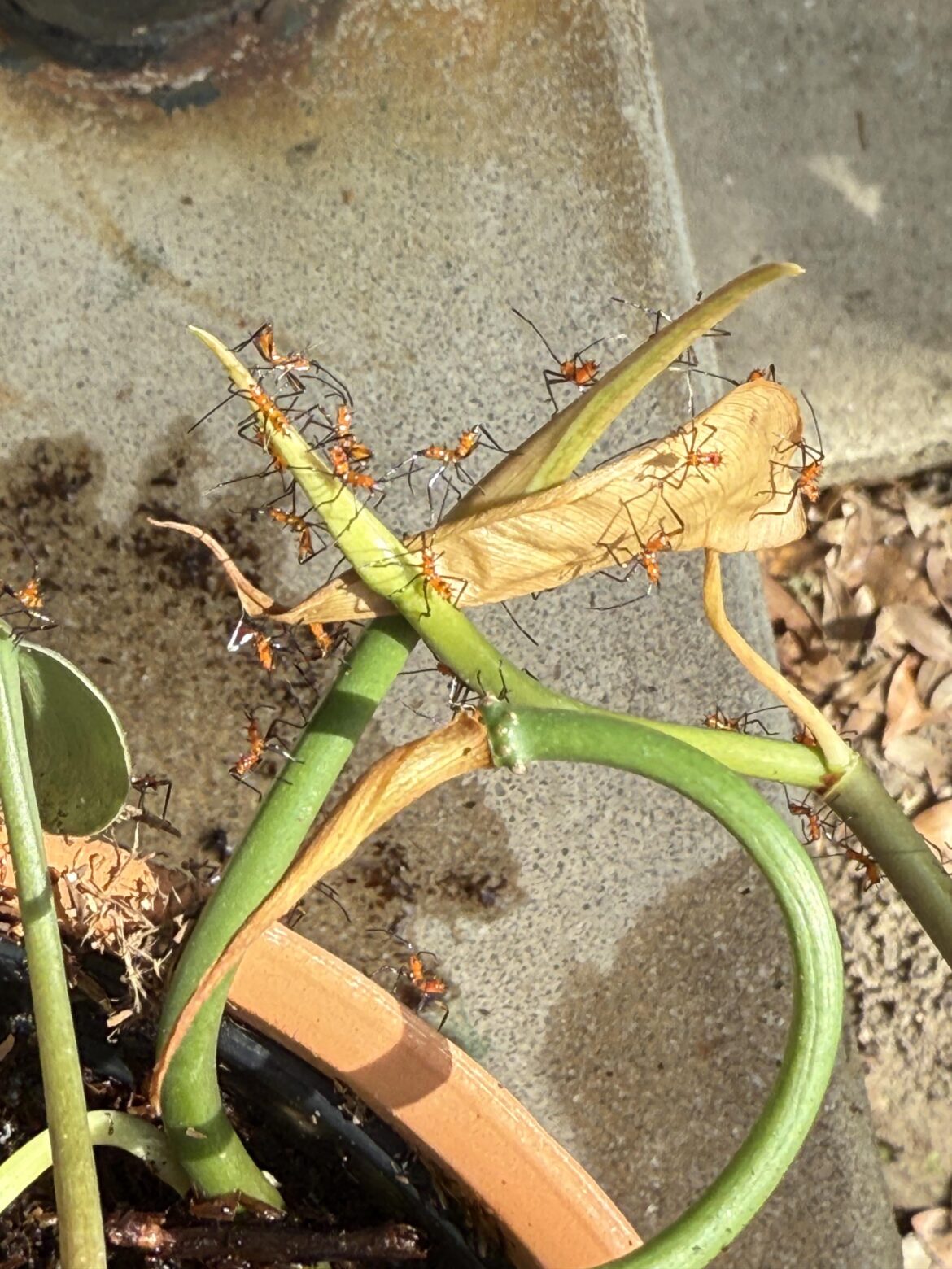 Help! What are these ants?