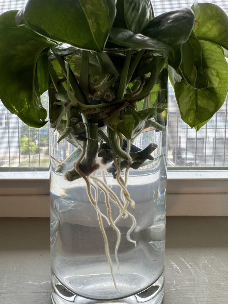 When to transfer to soil? When to transfer to soil?