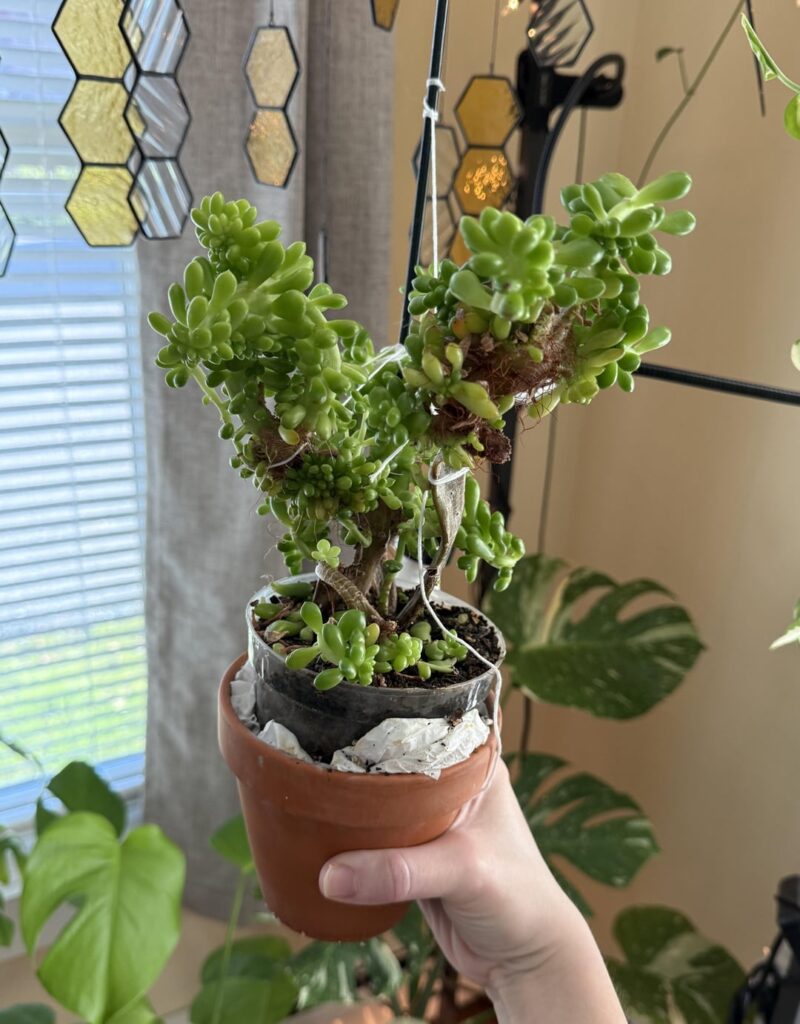 Please help, what is this freak of nature