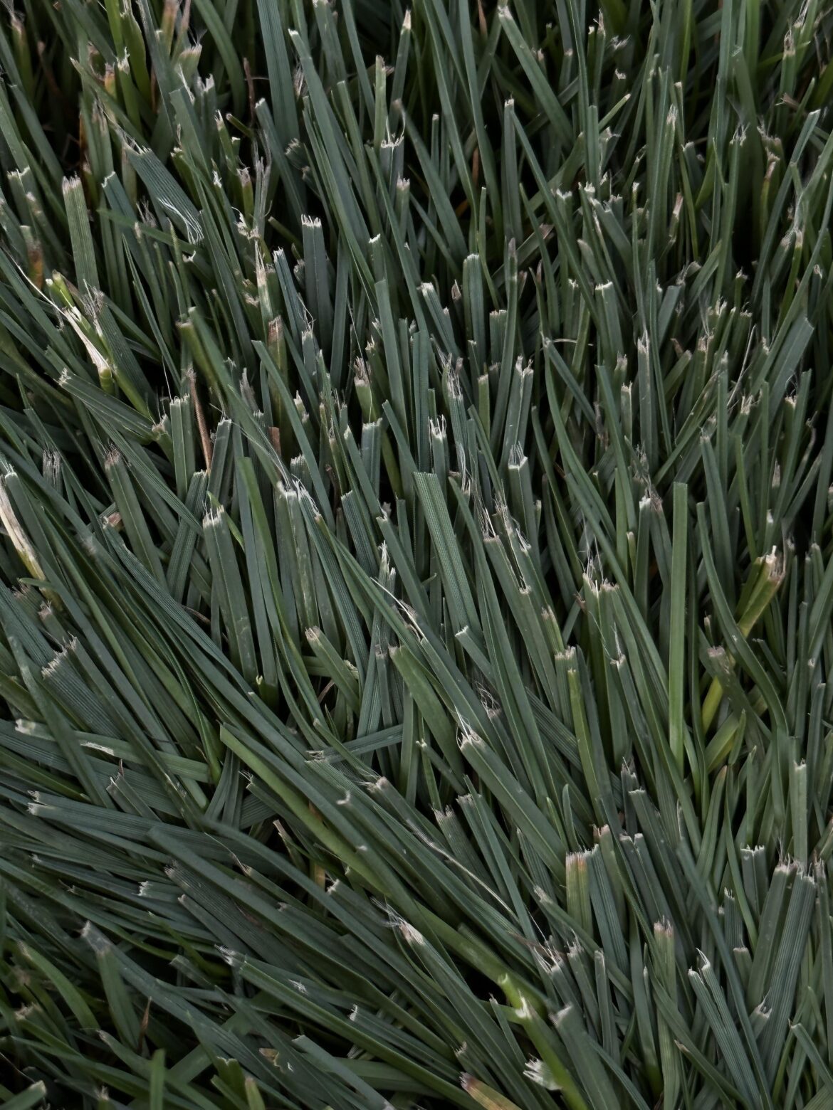 Brand New Blade, Still Ass