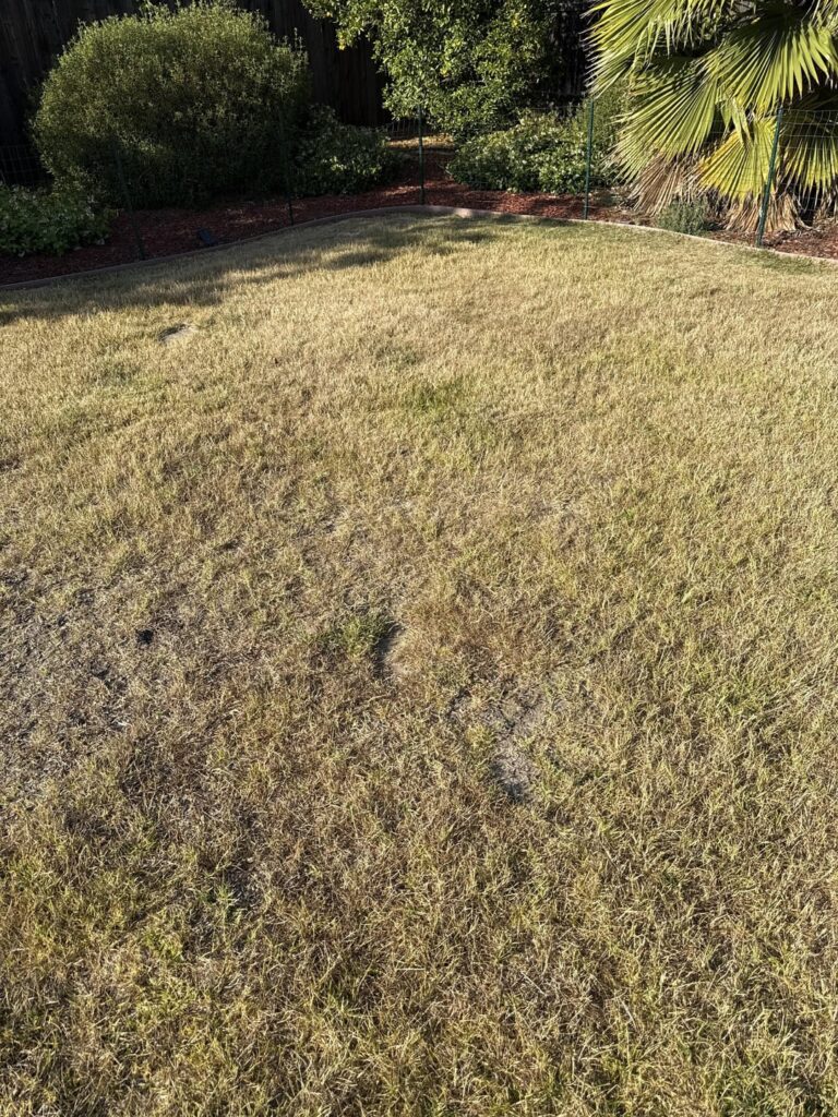 Is my grass dying or just dormant?